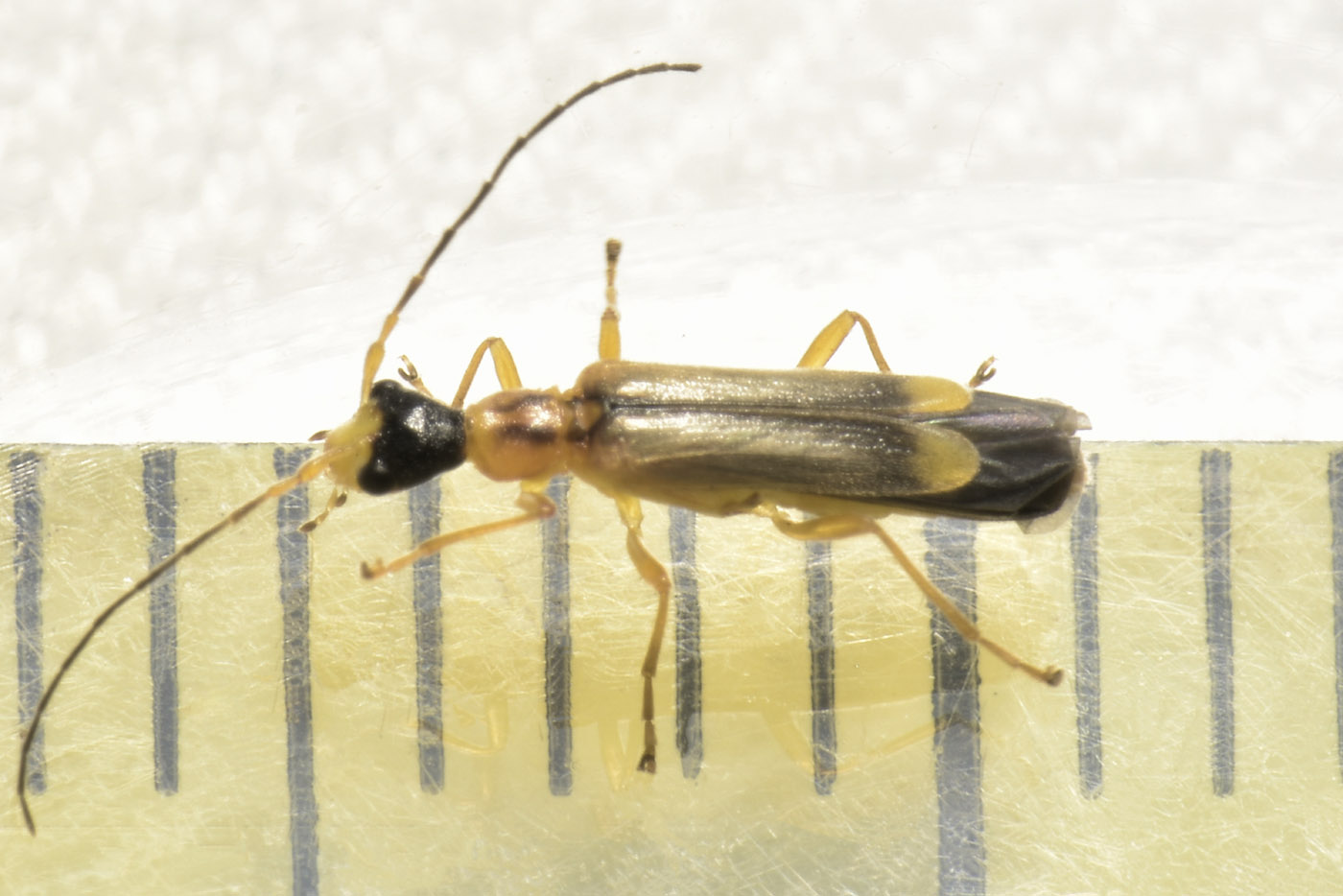 Cantharidae: Malthinus deceptor